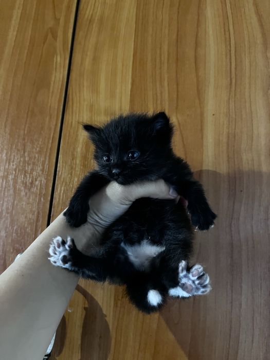 Маленькие котята