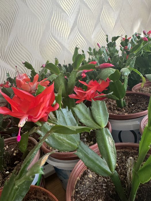 Шлюмбергера (декабрист)