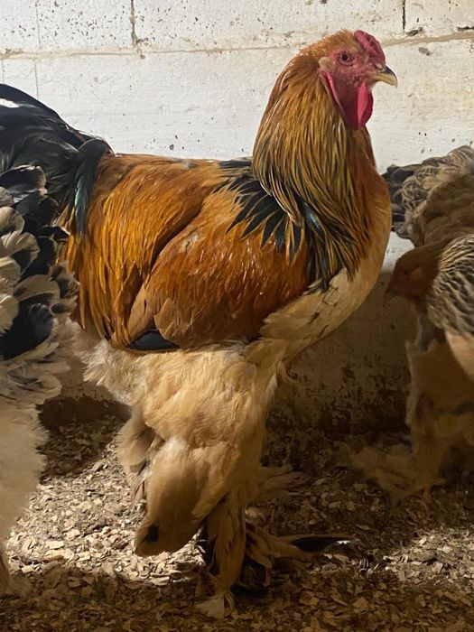 Брама брама куры