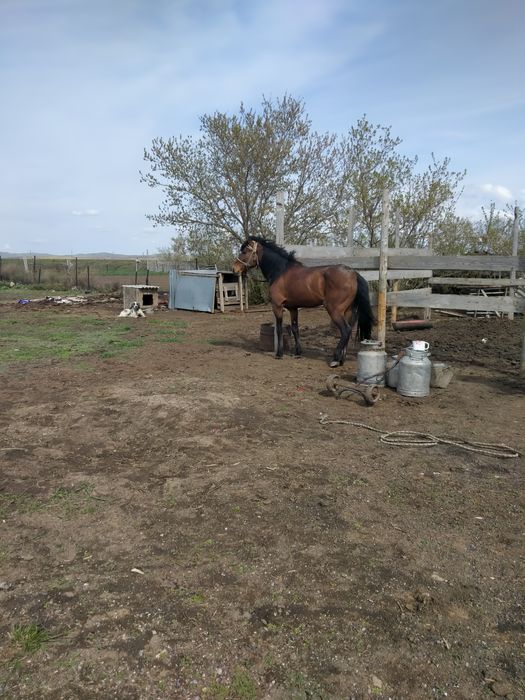 Торы каска Жеребец