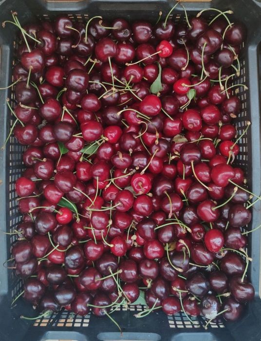 Продам крупную вишню!