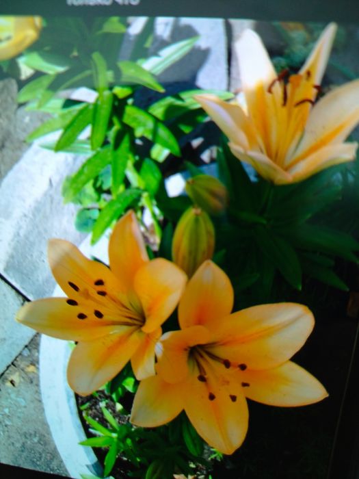 Продам корни лилий