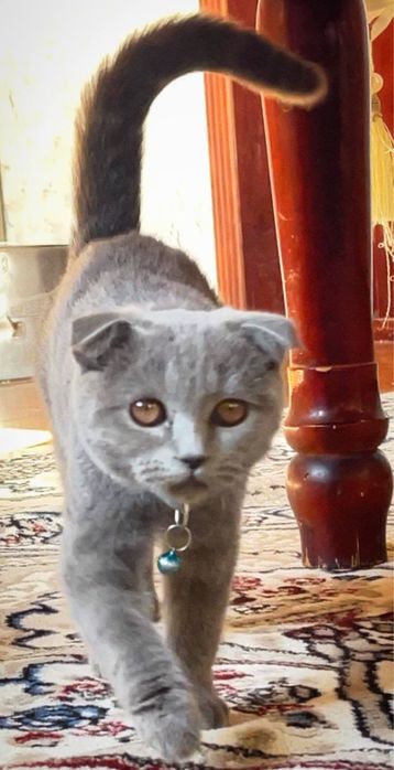 Британский мушук