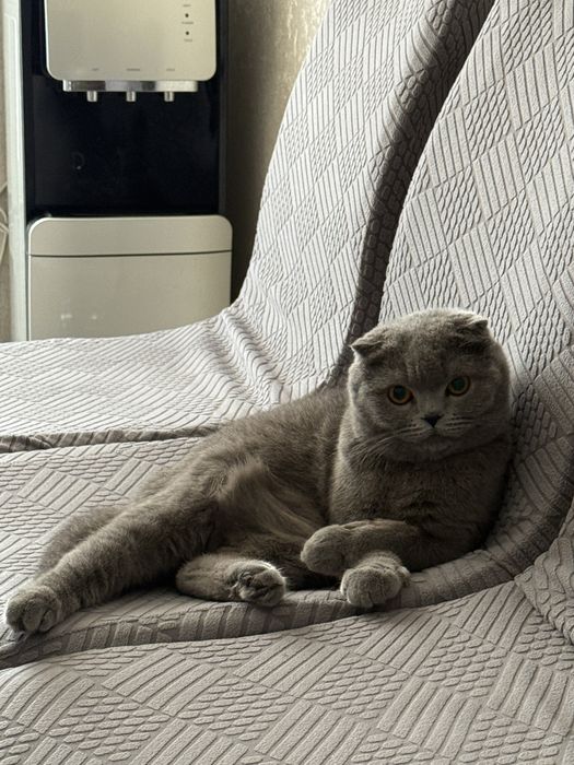 Кошка British Fold