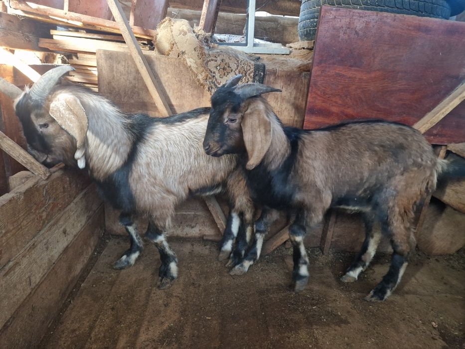 2 текешік сатылады