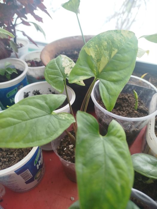 Сингониумы разные