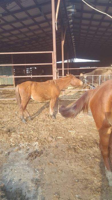 Тяжеловоз кунандар