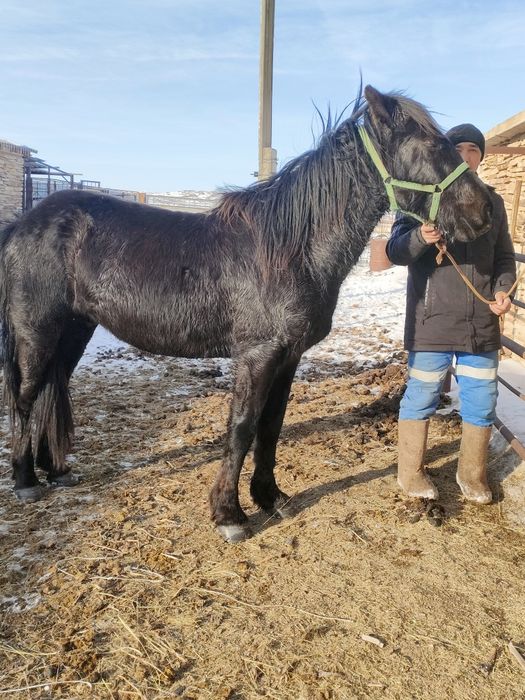 Жеребец 3 годовалый
