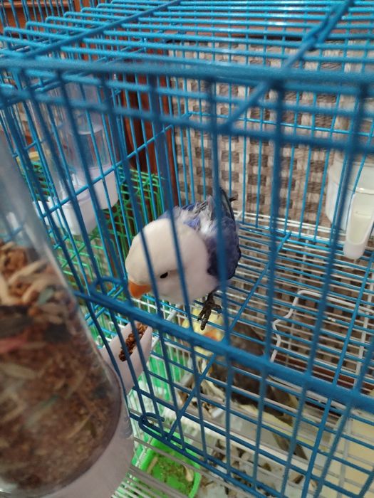 Aleksandr qushi jo'jasiga almashaman daplata bor