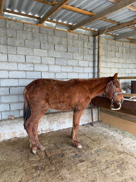 Тай 1 жасқа апрельде толады