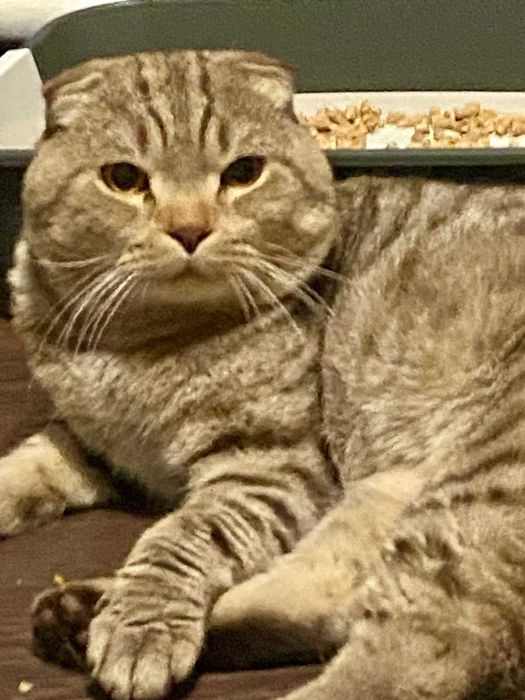 самец крупный вязка