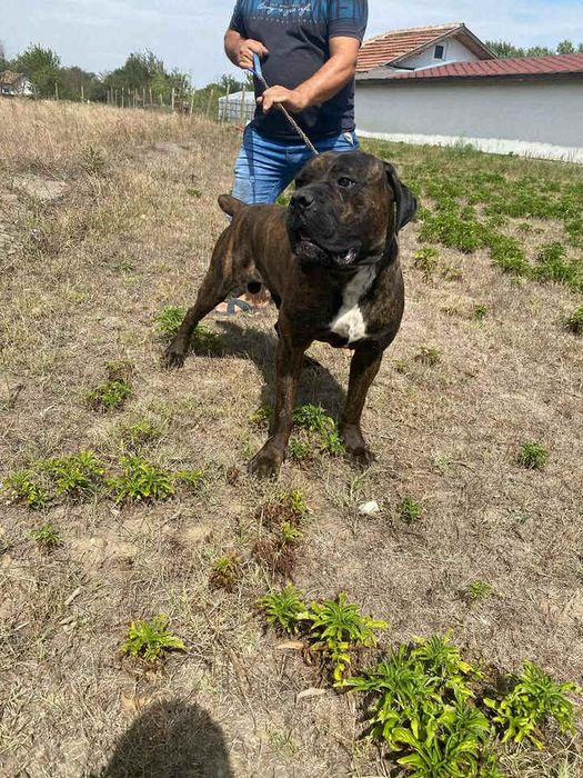 Мъжко тигрово кане корсо 250лв