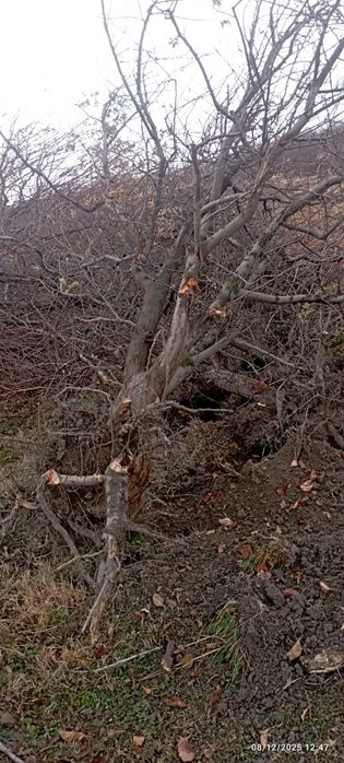 Oʻtin Daraxt olmaniki