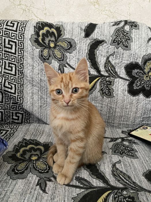 Продается маленки кот малчик