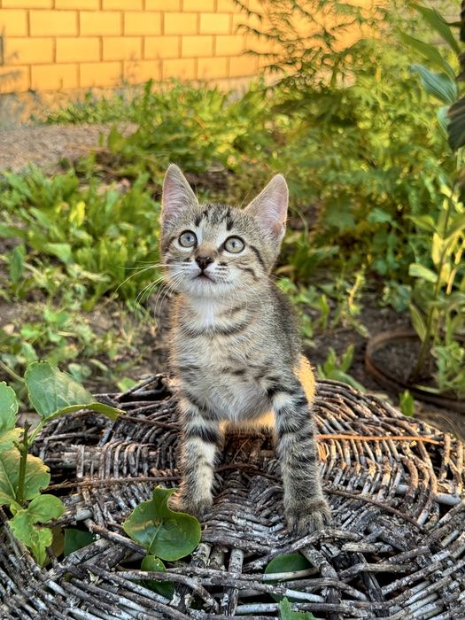 Отдам котят г.Актобе