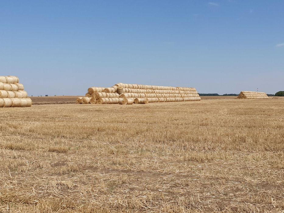 Baloti paie de grau