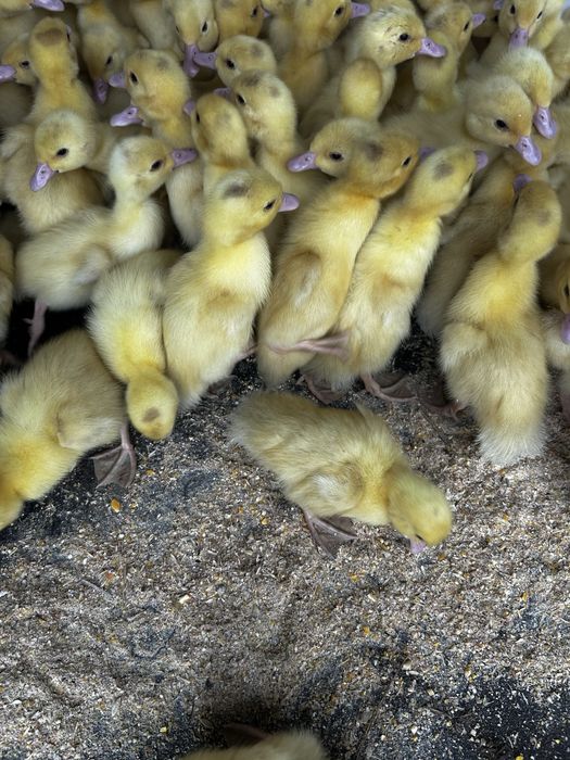 патета патки на 3 дни