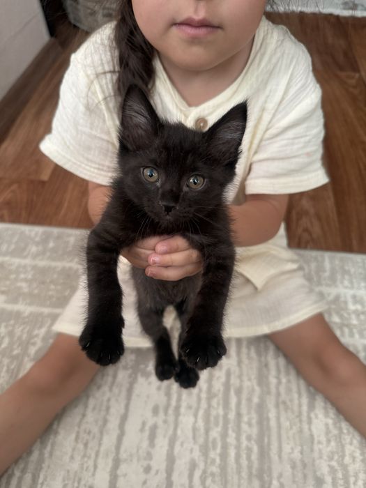 Отдам в хорошие руки кота