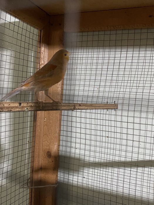 Продам канарейку