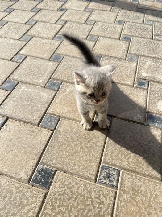 Skottish fold / skotish strayt toza qon