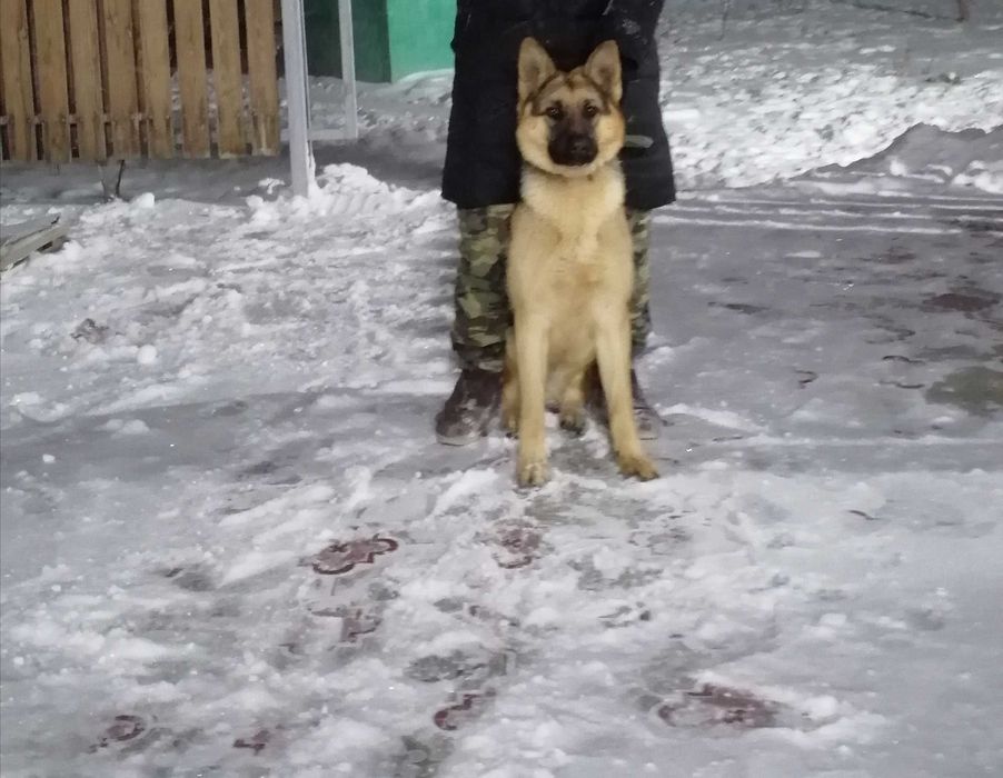 Немецкая овчарка