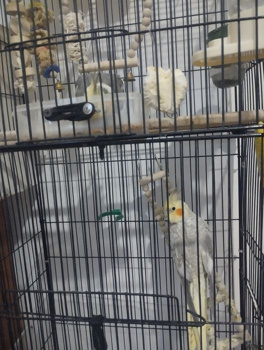 продам попугаев кареллы