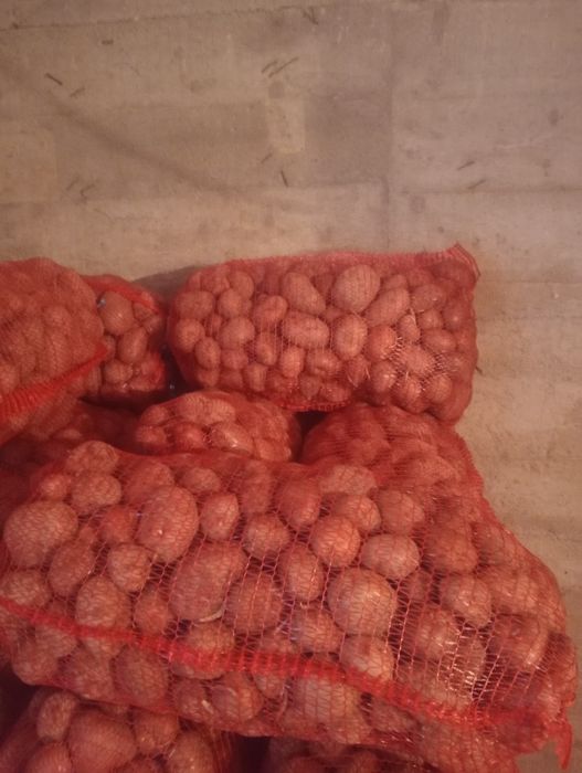 Cartof consum Belarosa