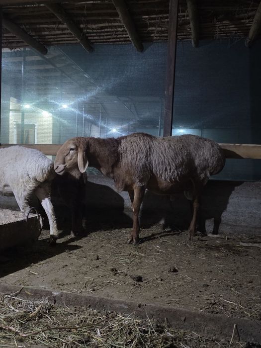 Arashan toʻrt yashar