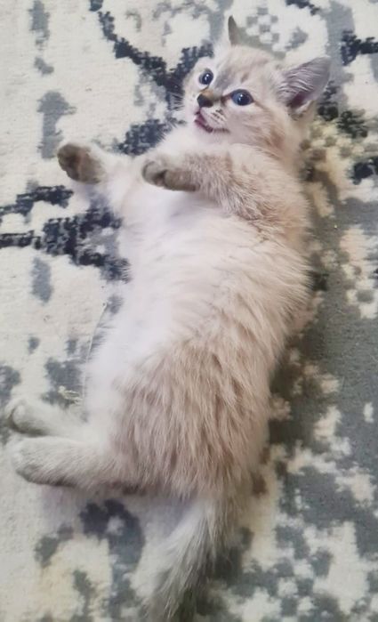 ШотЛандСкие / котЯта