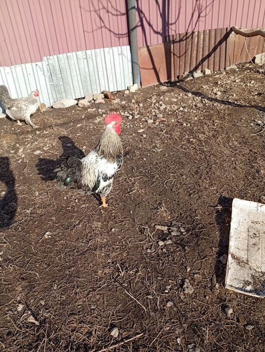 Петушки продам 5000 тнг