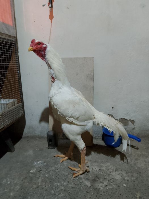 Пепел шоже сатылады