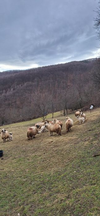 Vând 28 de oi tinere .10 cu miei ,5 mai trebuie să fete si restu noati