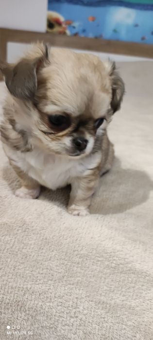 Две момичета чихуахуа