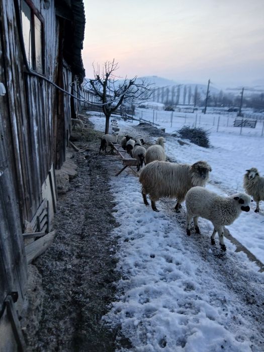 Vând 5 oi cu mei mari