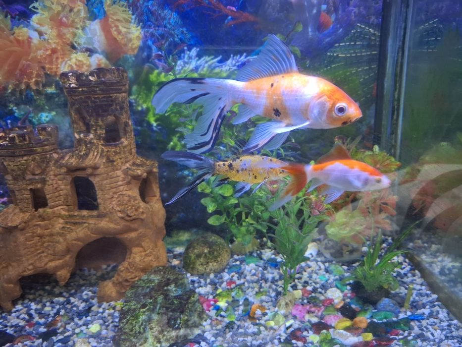 Akvarium baliqlari bilan