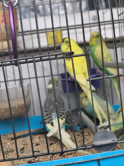 Папагали вълнисти различни цветове