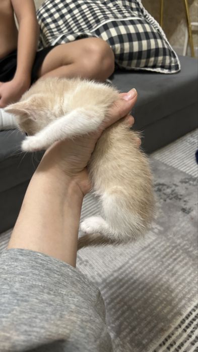 Кошка девочка город актобе, район Шанхай