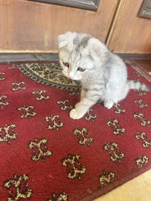 Scottish Fold кошки девочка/мальчик/Scotish fold mushuklar
