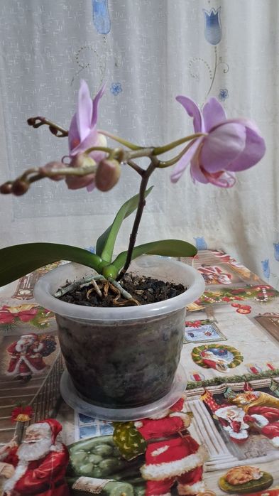 Продам цветок архидеи