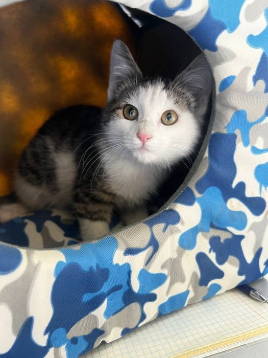 Шшшшшшшш8шшшшшшш