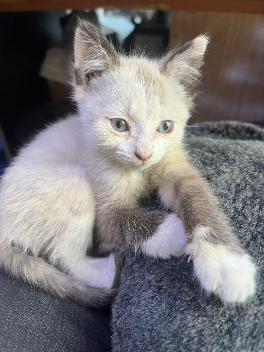 Котята  мальчик и девочки