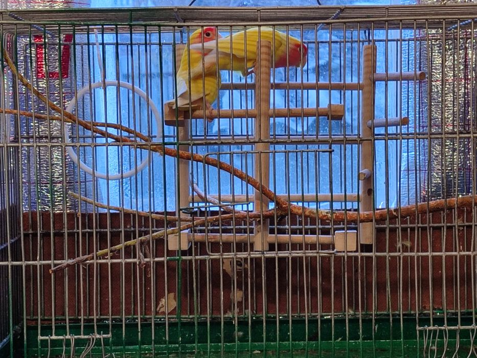 Продаю пару неразлучников