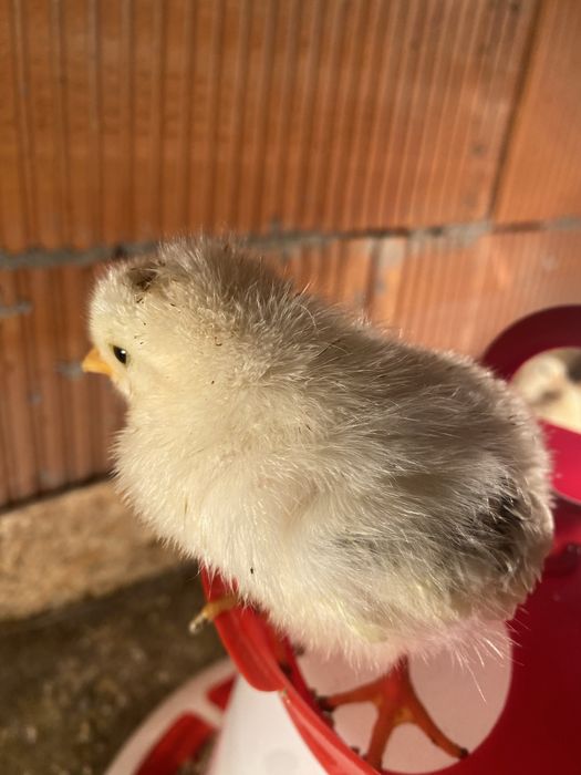 Pui de casa rasa mixta de vanzare.Detalii:0745451136