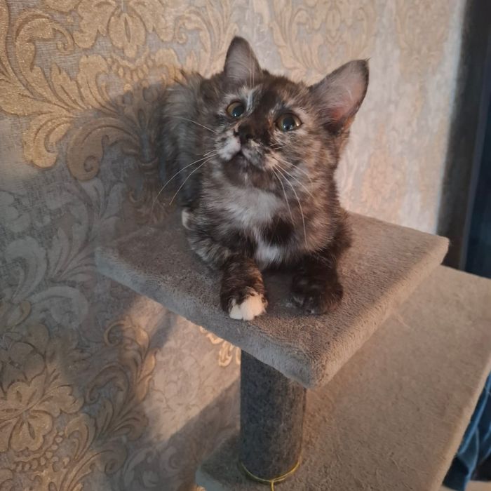 Отдам котенка в хорошие руки