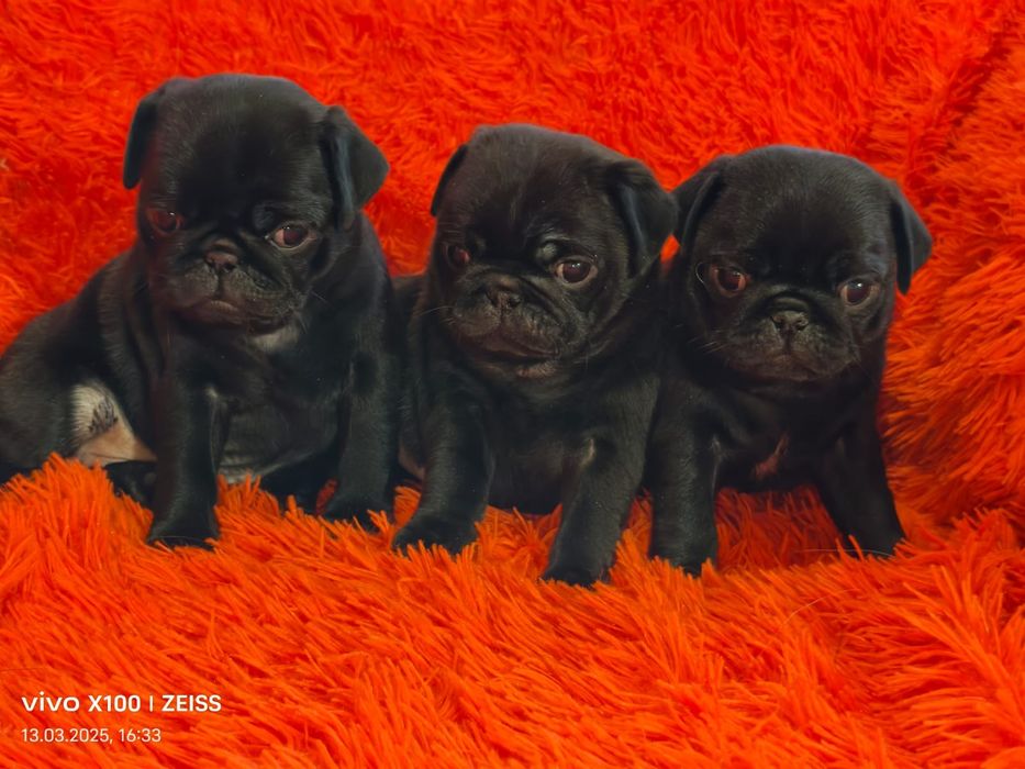 Очаровательные щенки мопса.