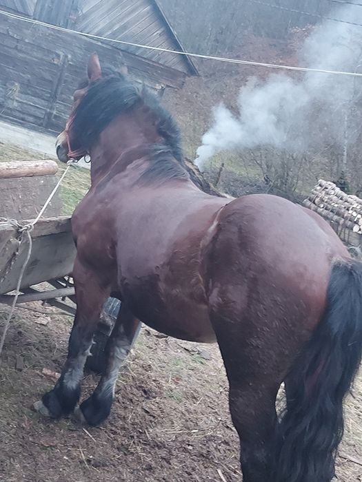 Cal de vînzare urgent