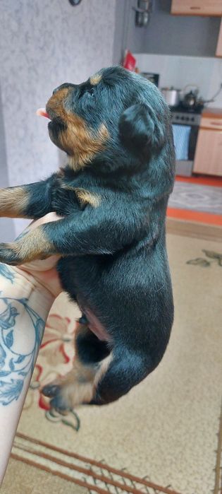 Продам щенков ротвейлера