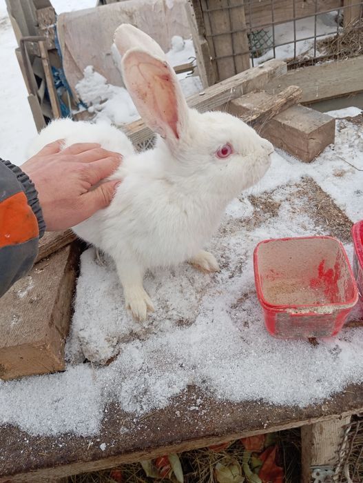 Продаю кроликов живьём и тушками .
