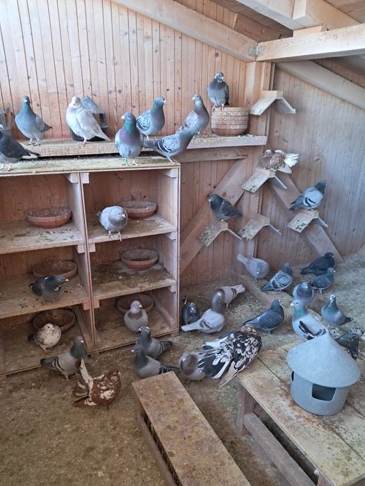 Vând Porumbei Voiajori din diferite Linii