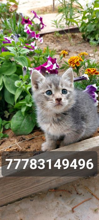Отдам котёнка в добрые руки